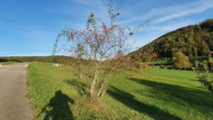Hagenbutten am Strassenrand