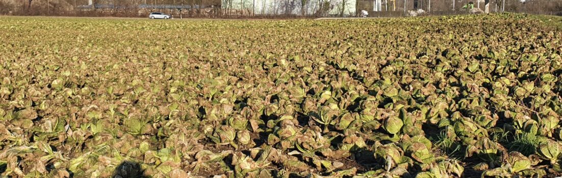 Kohlgemüse im Reusstal