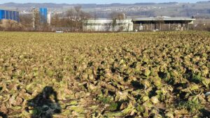 Kohlgemüse im Reusstal