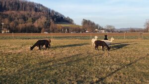 Alpakas auf dem Villigerfeld