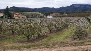 Blühende Kirschbäume