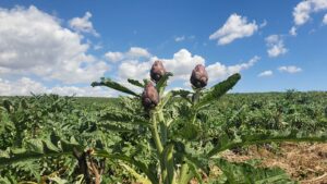 Ein Artischocken - Feld