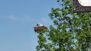 Störche auf dem Strassenkreisel von Niederwil