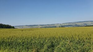 Blick hinüber in Richtung Heitersberg über dem Reusstal