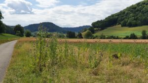 Am Radweg von Remigen nach Mönthal