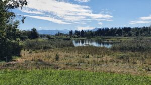 Am Flachsee bei Bremgarten