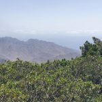 Aufstieg durch den wilden Lorbeerwald