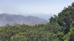 Aufstieg durch den wilden Lorbeerwald
