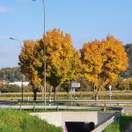 Aaretal-Bürensteig es wird langsam bunt