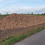 Ein Berg Zuckerrüben