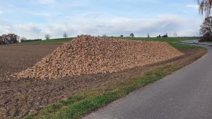Ein Berg Zuckerrüben