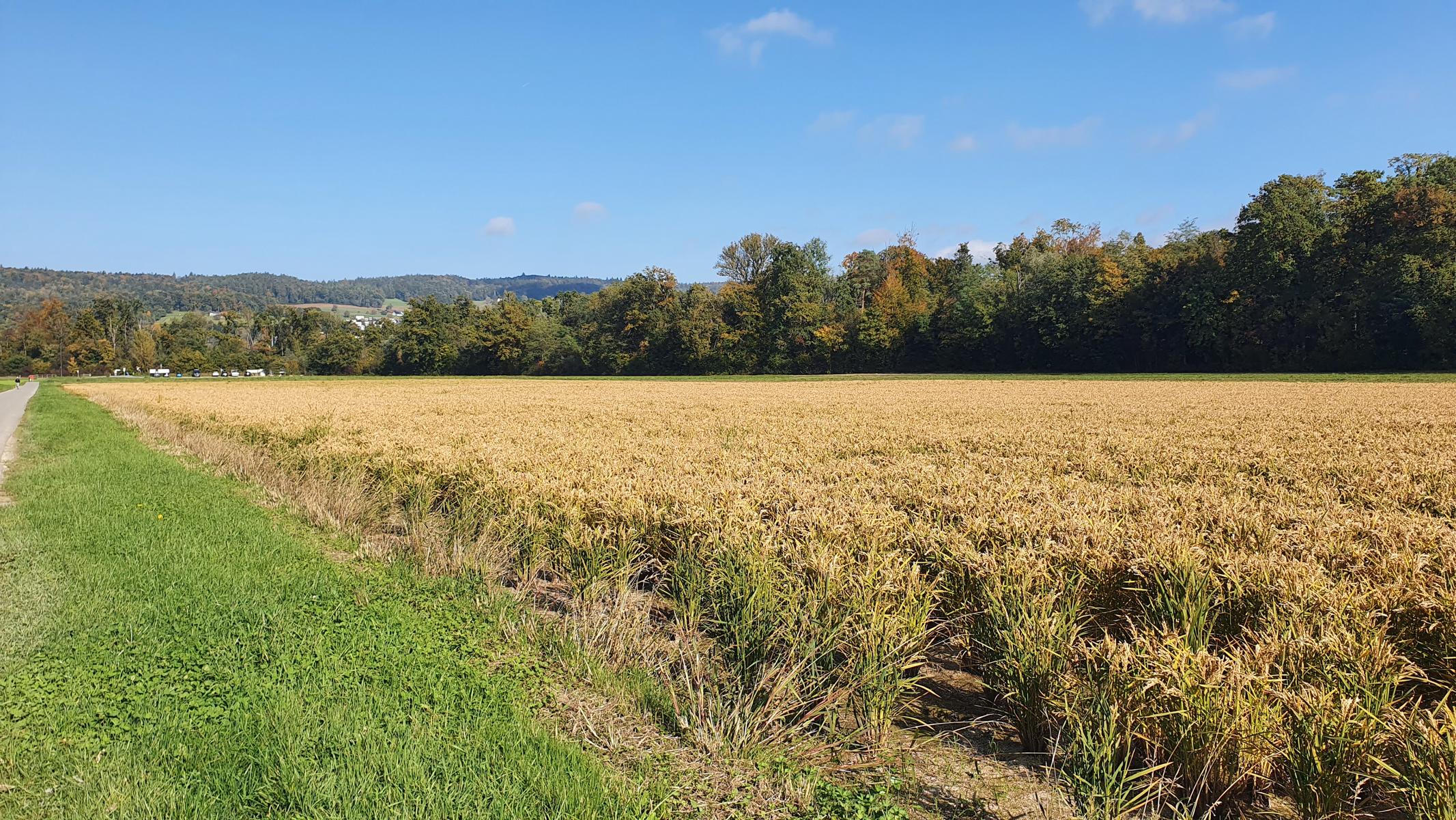 Woche vom 06.10.-12.10.2025