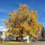 Reusstal-Bünztal-Aaretal Herbstlliche Farben in Königsfelden