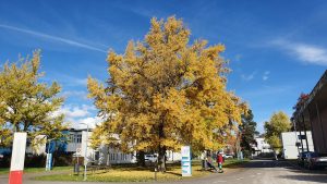 Herbstlliche Farben in Königsfelden