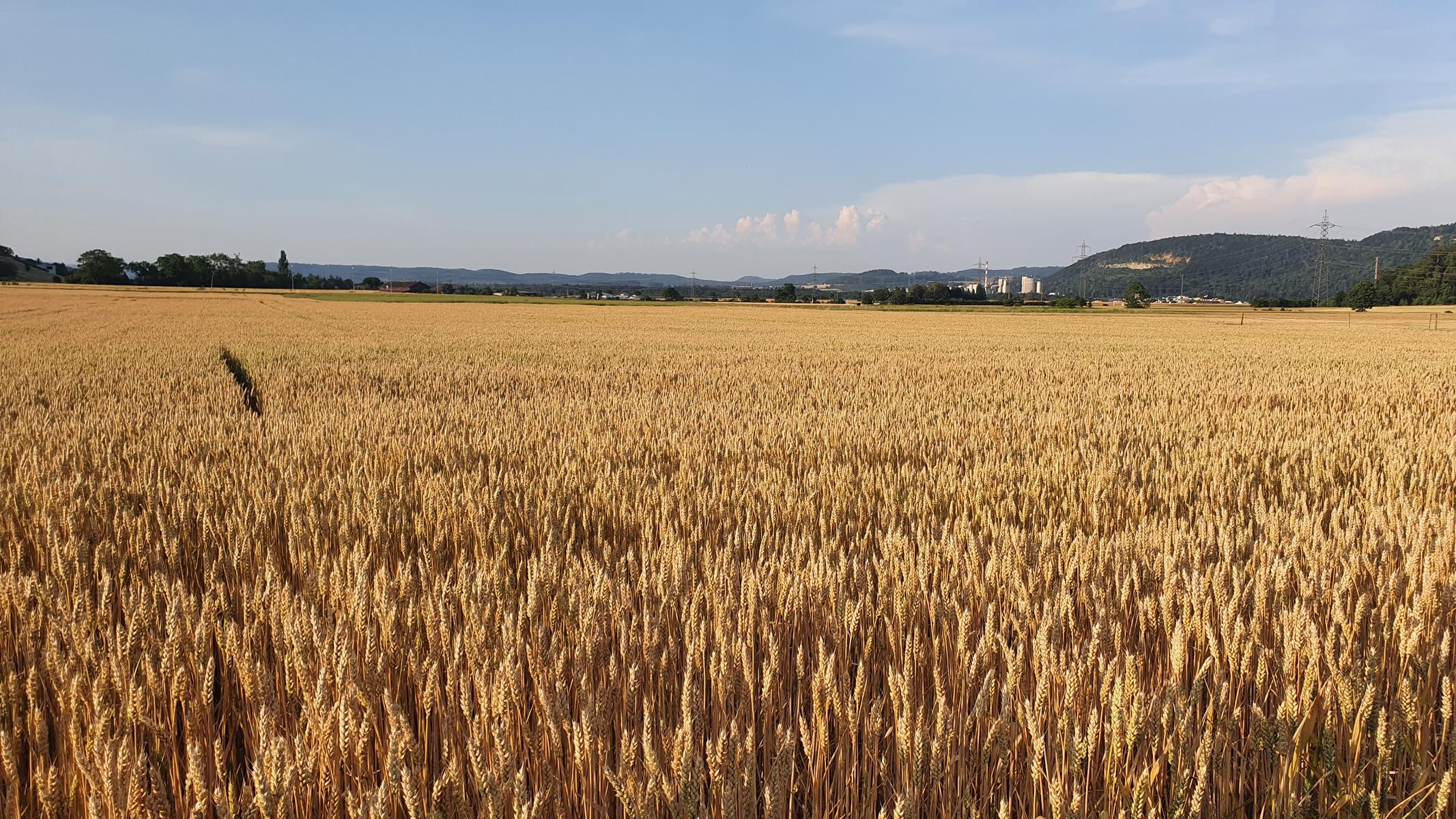 Villigerfeld-Schinznacherfeld-Aaretal