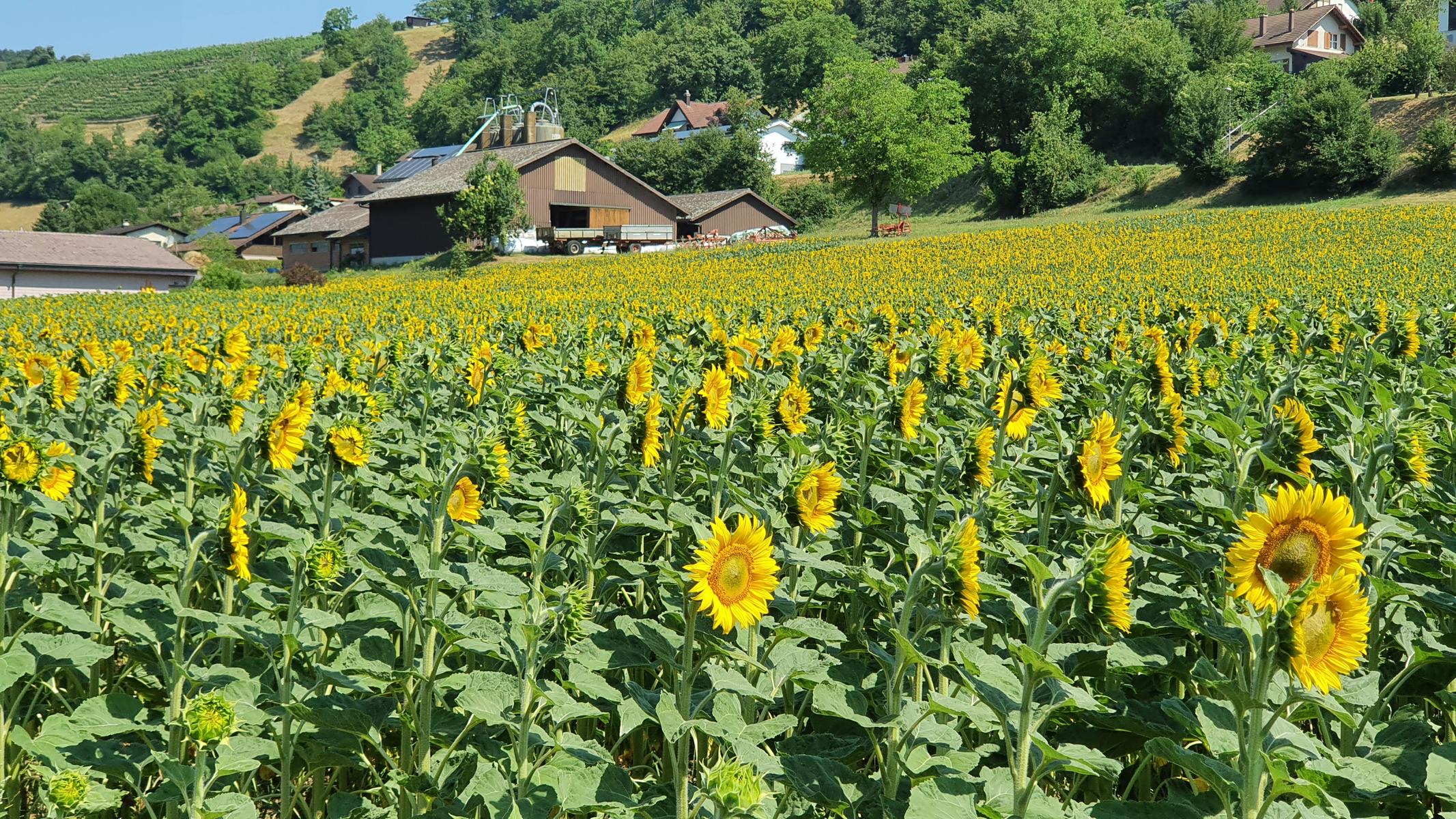 Sonnenblumen im Mettauertal