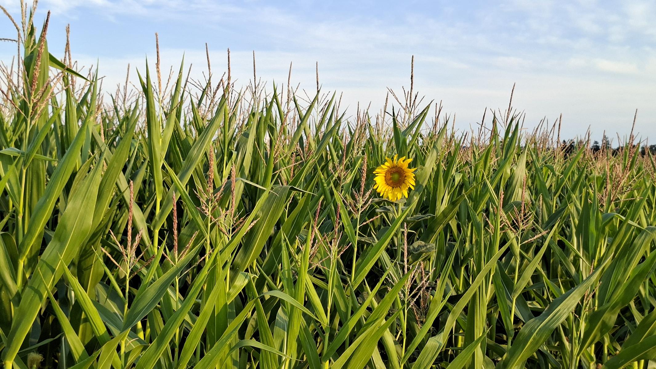 Sonnenblume im Maisfeld