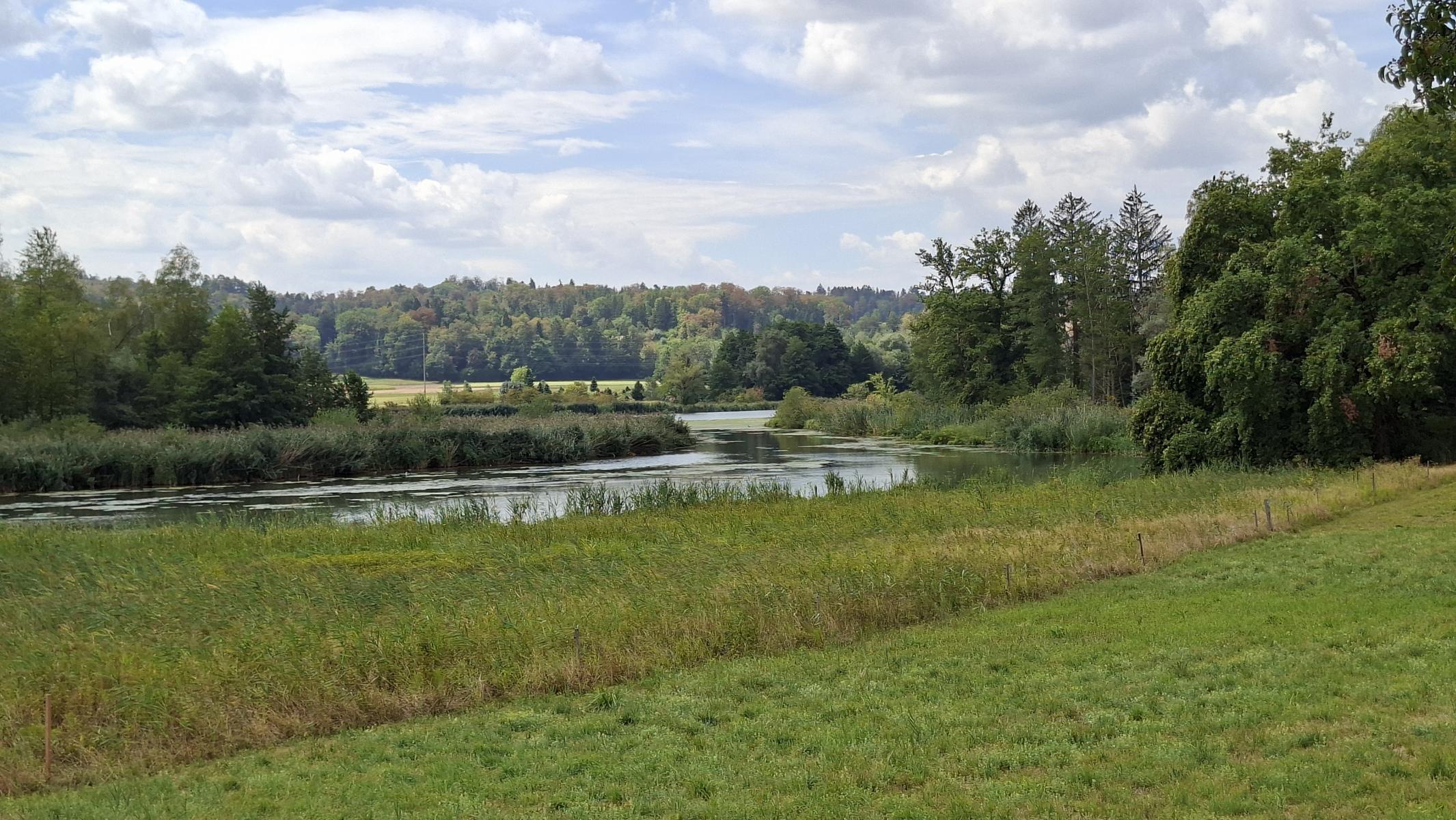 am Flachsee (Reuss bei Bremgarten)