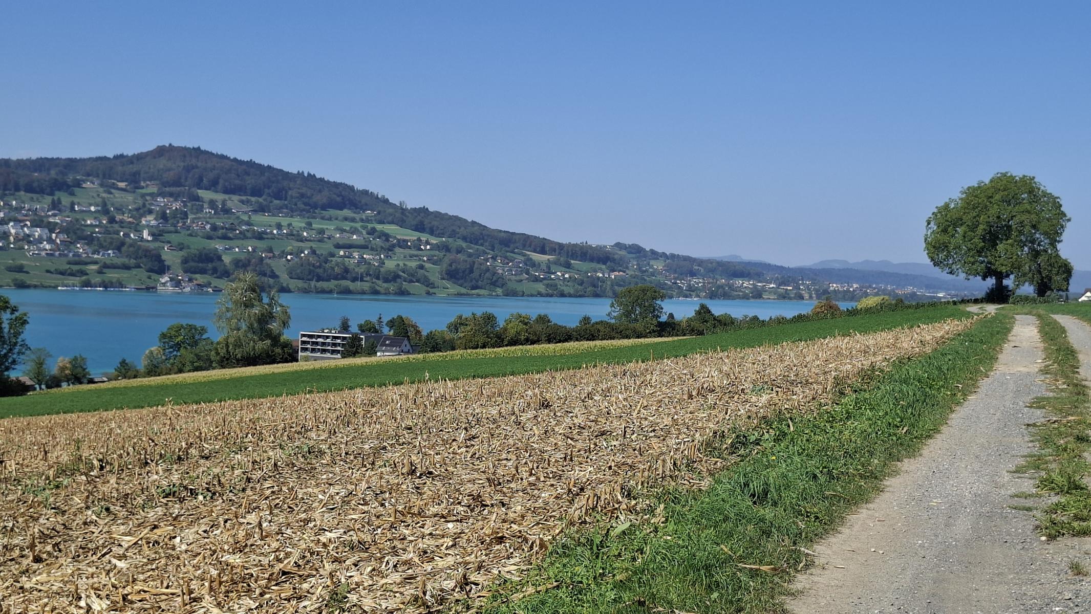 Hallwilersee nach Norden