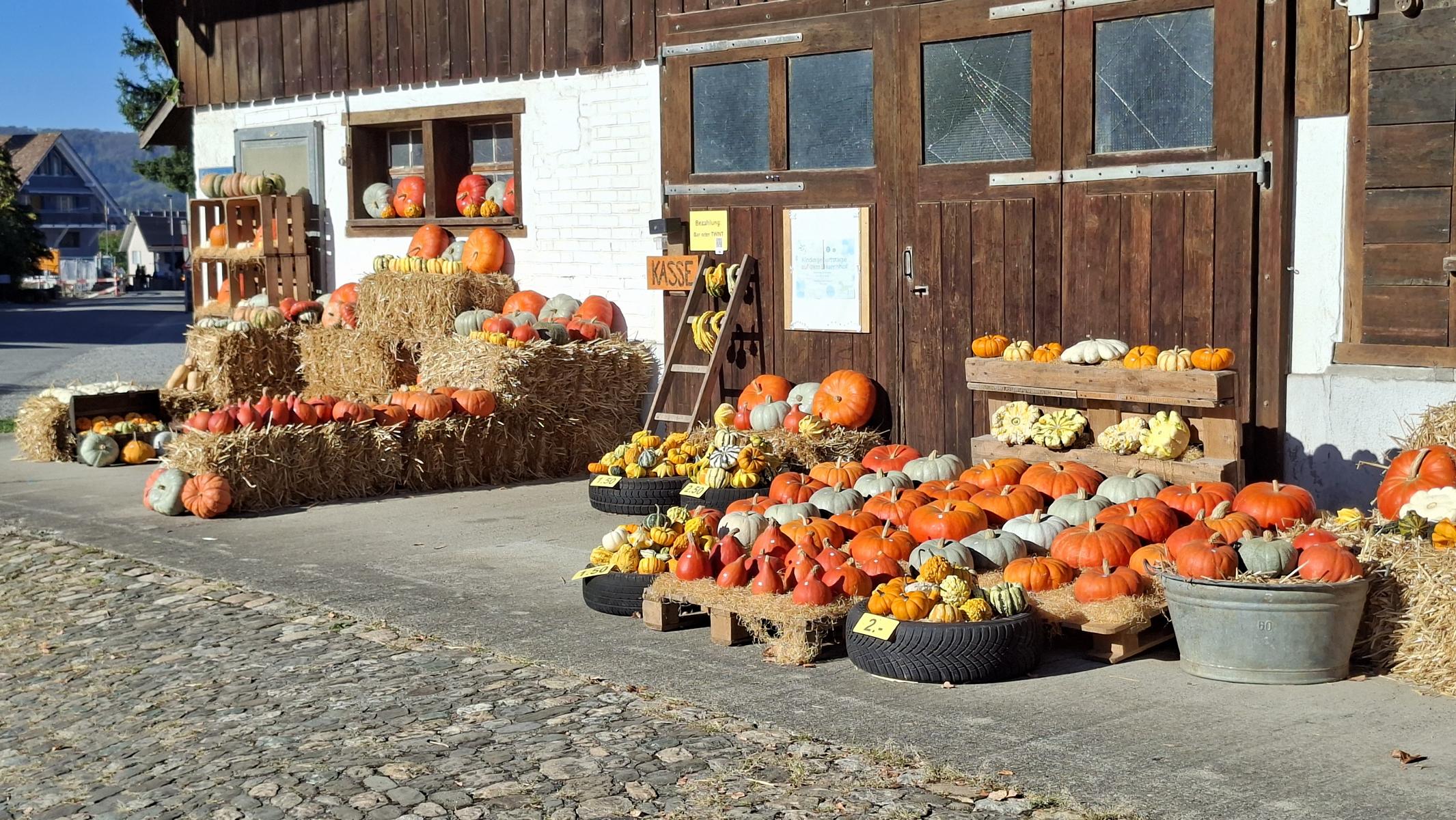 Kürbisse in Hendschiken