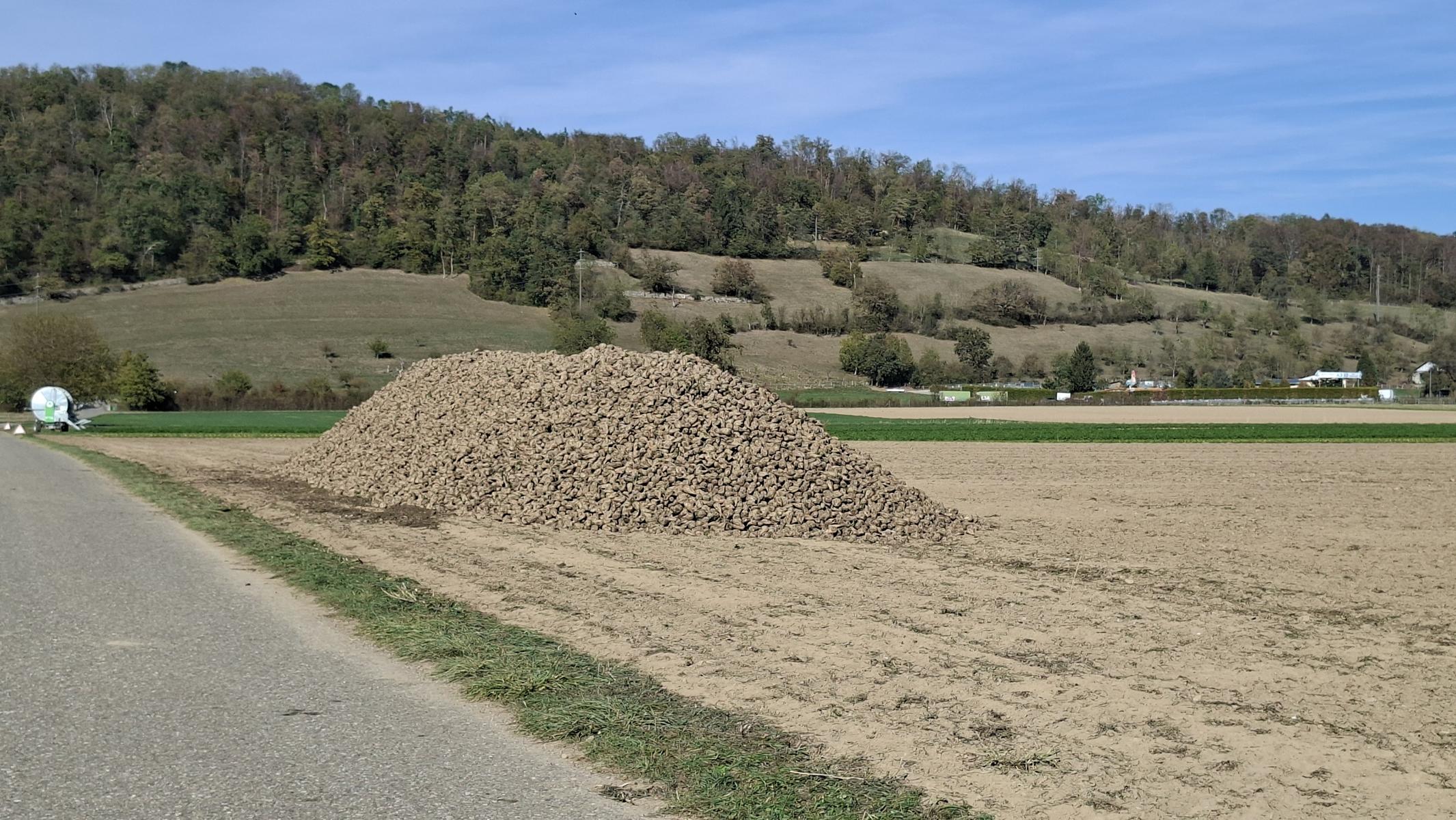 Erste Zuckerrüben-Berge am Strassenrand