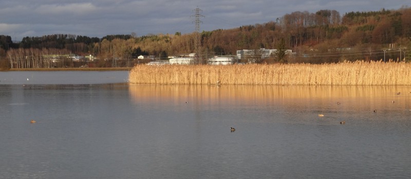 Wieder einmal am Klingnauer Stausee